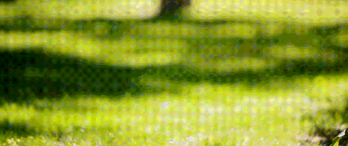 image21.gif