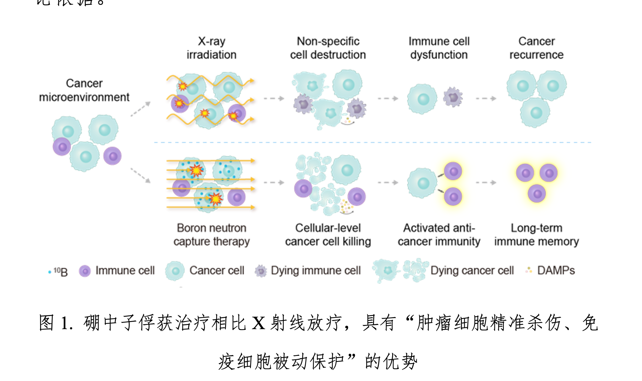 2026-2-11 刘志博 BNCT新进展 CCME新闻稿.png