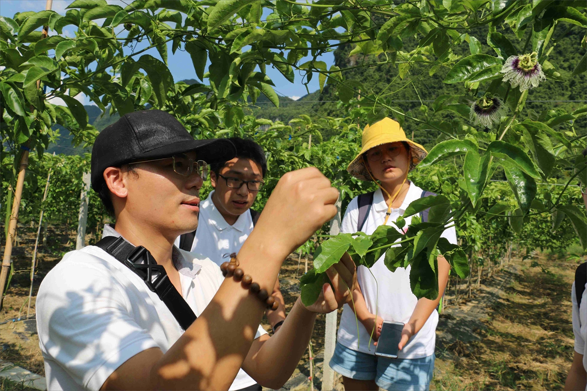 727c6b8dfa1544098b3d81f827659193.jpg 央里村大寨屯调研百香果种植特色产业.jpg