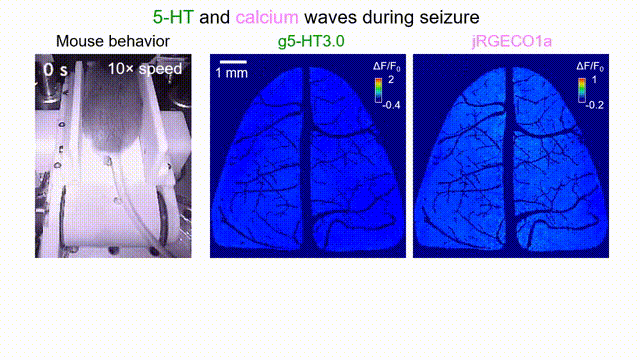 image5.gif