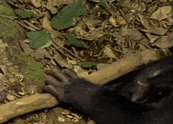 c40f3a02214345b492df4a7f3bf64e3a.gif c40f3a02214345b492df4a7f3bf64e3a.gif