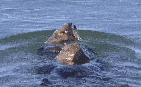 5096483828a647009d42ea87a5d57939.gif 5096483828a647009d42ea87a5d57939.gif