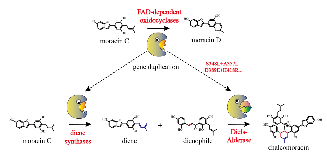 image4.png
