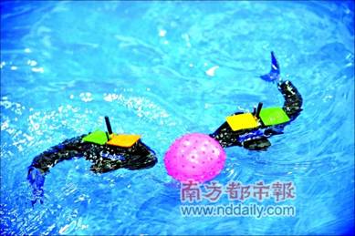 机器鱼打水球像模像样。